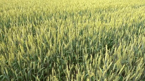 Wheat swaying at wind, 4k 2160p video footage Stock Footage 84595184