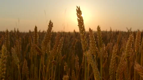 Wheat swaying in the wind against the background of the sun at sunset Stock Footage 273839612