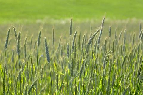 Wheat swaying in the wind in a field on a summer day. Stock-Fotos