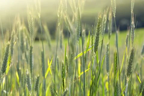 Wheat swaying in the wind in a field on a summer day. Stock Photos
