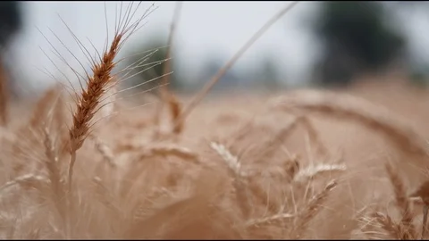 Wheat swaying in the wind Stock Footage 90679826