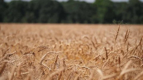 Wheat swaying in the wind Video stock 90680051