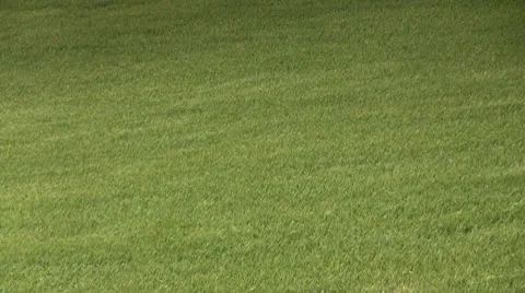 Wheat swaying in the wind forming waves Stockbeeldmateriaal 22663399