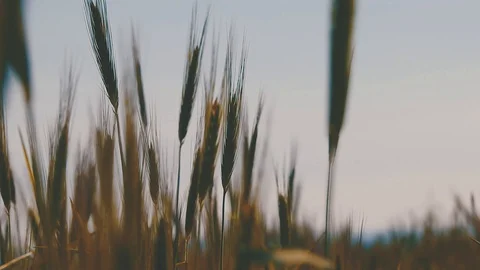 Wheat swaying in wind in spring Stock Footage 128507130