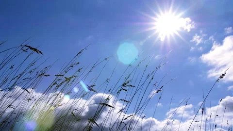 Wheat sways in front of the camera as the sun beams down Stock Footage 140883220
