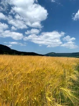 Wheat sways gently in the breeze under a clear blue sky dotted with clouds... Stock Photos