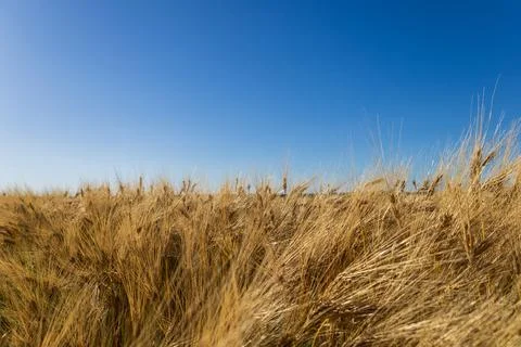 Wheat sways gently in the wind while set against a bright blue sky. It is e.. Stock Photos