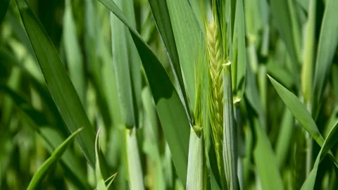 The wheat sways in the wind. Stock Footage 168989347
