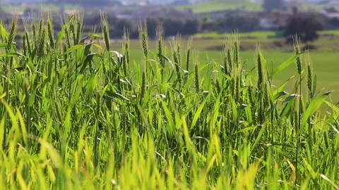 Wheat Sways In The Wind. Stock Footage 174430816