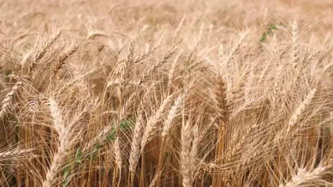 Wheat sways in the wind Video stock 236625652