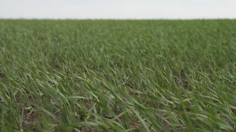 Wheat sways in the wind Видео 244504091