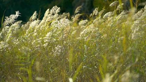 Wheat sways in the wind in slow motion video Stock Footage 99981578