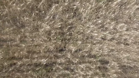 Wheat sways in the wind the view from the top. Stock Footage 94106283