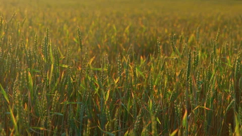 Wheat T0027 Stock Footage 295303393