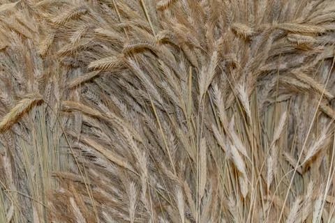 Wheat texture, dry wheat ears barley texture background Stock Photos