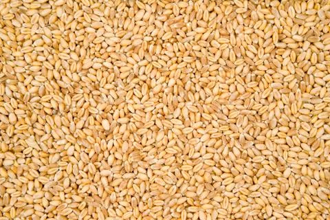 Wheat Texture Stock Photos
