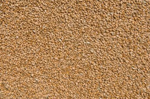 Wheat texture Stock Photos