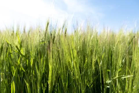 Wheat thorns moved by the wind Stock Photos