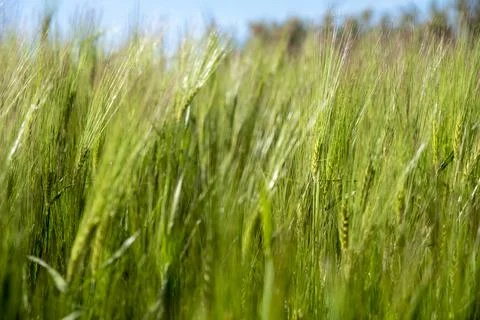 Wheat thorns moved by the wind Stock Photos
