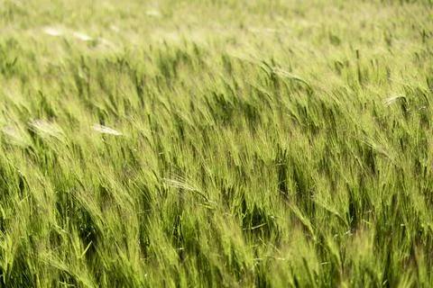 Wheat thorns moved by the wind Stock Photos