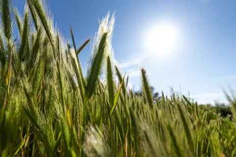 Wheat thorns moved by the wind Stock Photos
