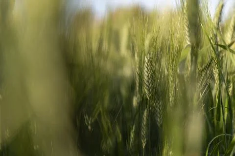 Wheat thorns moved by the wind Stock Photos