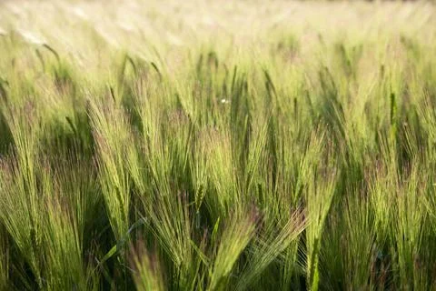 Wheat thorns moved by the wind Stock Photos