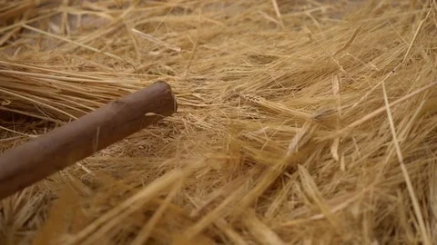 Wheat threshing, South America Video stock 84575366