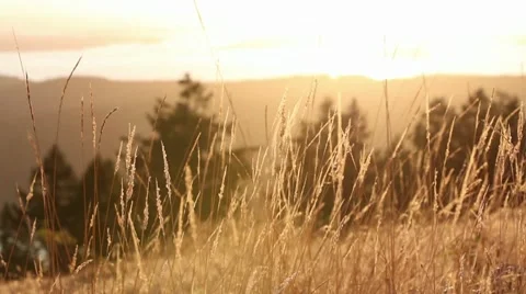 Wheat: Tilt to Island Sunset Vídeos de archivo 10726766