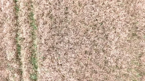 Wheat from the top Stock-Footage 67873352