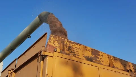 Wheat transfer combine harvester Stock Footage 300865239