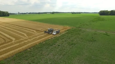 Wheat Transfer to Hopper in Field Stock Footage 329613540