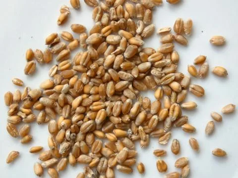 Wheat (Triticum) Corn Stock Photos