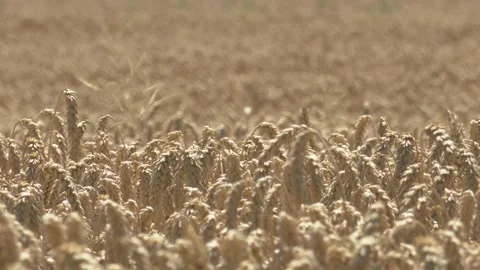 Wheat in Ukraine Stock Footage 201495687
