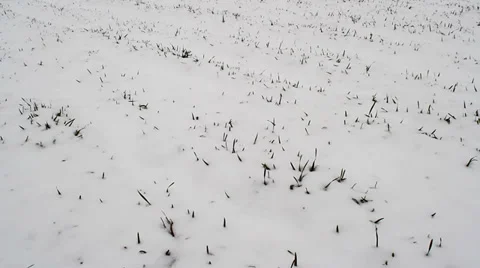 Wheat under the snow. Camera movement Stock Footage 37185462