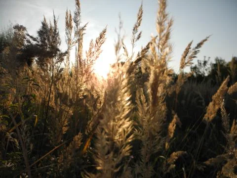 Wheat under the sun Stock-Fotos