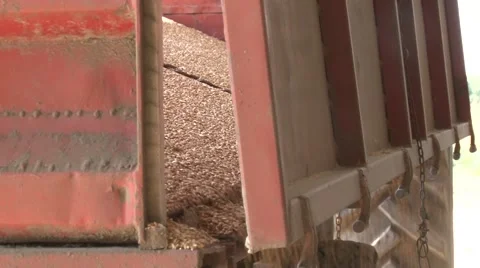 Wheat unloading from the trailer Stock Footage 56517492