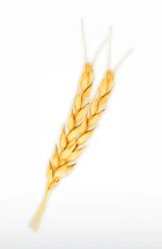Wheat. Vector icon Stock Illustration