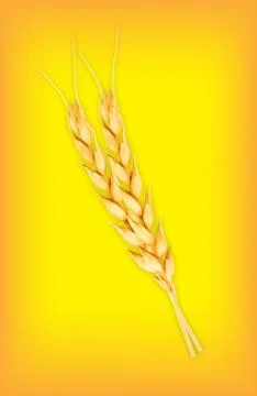 Wheat. Vector icon Stock Illustration
