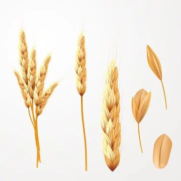 Wheat vector illustration. Bunch of wheat ears and seed isolated Stock Illustration