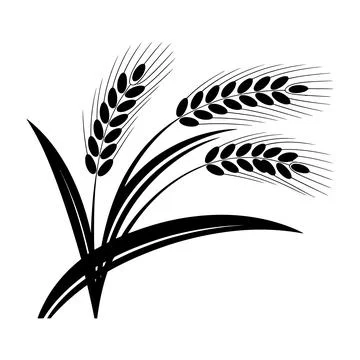 Wheat Vector Illustration Grain Harvest Agriculture Cereal Crop Botanical Icon Stock Illustration