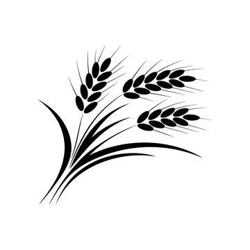 Wheat Vector Illustration Grain Harvest Agriculture Cereal Crop Botanical Icon Stock Illustration