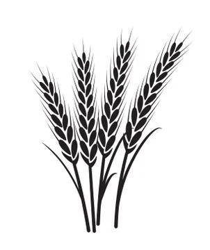 Wheat vector plant grain icon illustration. Wheat field harvest design Stock Illustration