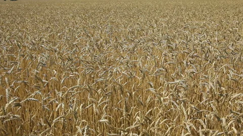Wheat.  Video camera in motion. Stock Footage 102167627