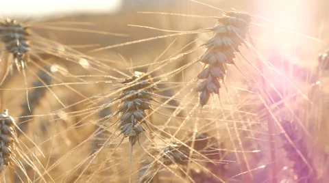 Wheat Violet Soft Stock-Footage 65263301