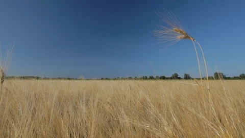 Wheat wailing in the wind 스톡 동영상 118649826