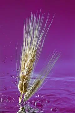 Wheat in water Foto stock