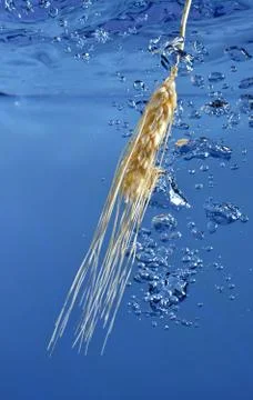Wheat in water Stock Photos