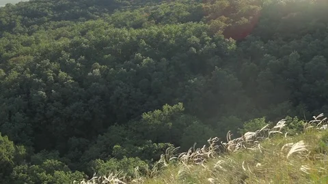 Wheat Waves Above Green Forest Stock Footage 77774787