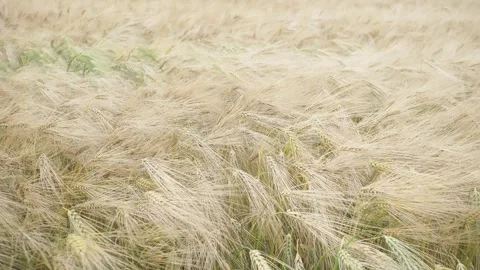 Wheat Waves Flow Under the Clouds. Stock Footage 312253812